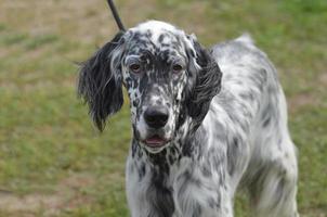 adorável cão setter inglês preto e branco foto