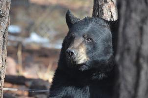 um urso preto olhando ao redor foto