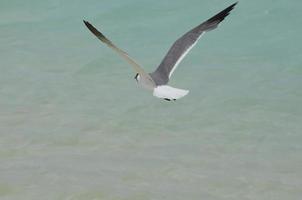 gaivota rindo voando sobre as águas do caribe foto