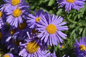 adorável abundância de flores de áster na natureza foto