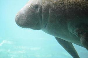 peixe-boi nadando debaixo d'água com algas nas costas foto