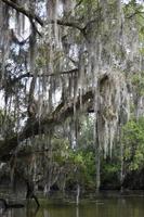 árvore morta cercada em musgo espanhol em louisiana foto