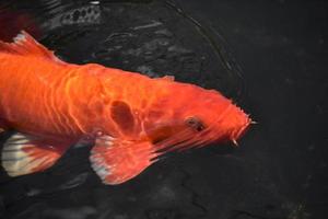 peixes koi coloridos brilhantes nadando debaixo d'água foto