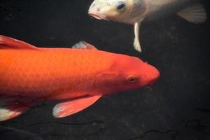 lagoa de carpas japonesas com peixes nadando ao redor foto