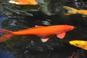 grupo de peixes koi coloridos brilhantes nadando foto