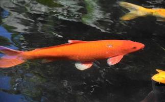 fantástico grupo de peixes koi nadando juntos foto