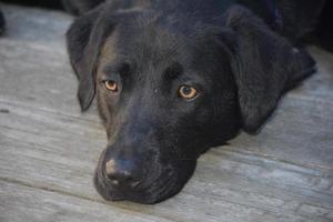 olhos bonitos no rosto de um doce labrador preto foto