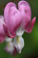 macro de flor de flor de coração sangrando rosa e branco foto