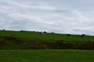 vacas pastando ao longo das falésias do mar de st bees foto