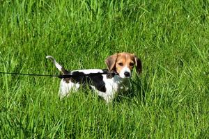 lindo cachorrinho beagle inglês em um campo de grama foto