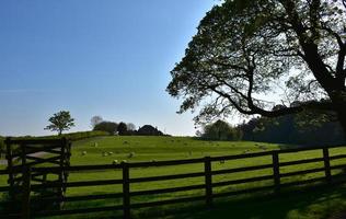 ovelhas em um pasto cercado em uma fazenda no norte da Inglaterra foto