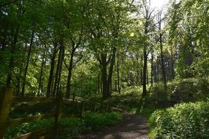 trilha arborizada marcando a rota de costa a costa foto