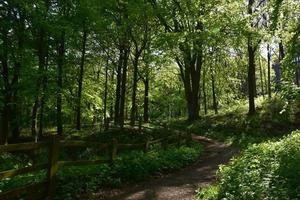 trilha através de uma área arborizada no norte da Inglaterra foto