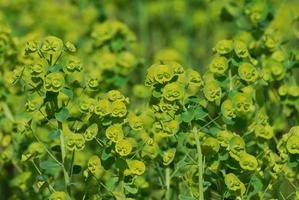 flores de euphorbia verdes desabrochando foto