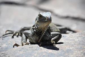 impressionante iguana de perto e pessoal em uma rocha foto