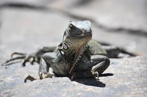 deslumbrante lagarto de iguana ao sol em uma rocha foto