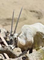 chifres retos muito longos em um órix árabe foto