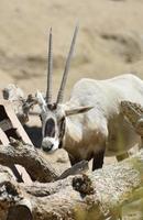 chifres longos e retos em um órix árabe foto