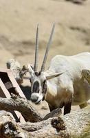 bela mastigação de órix árabe com chifres longos foto