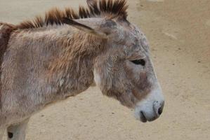 de perto e pessoal com um burro selvagem foto