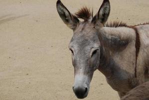 lindo rosto de um burro selvagem na sobremesa foto