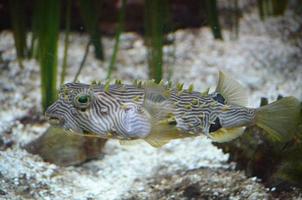 burrfish listrado espetado um no fundo do oceano arenoso foto