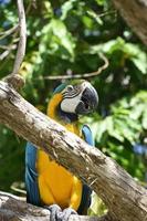 arara colorida neotropical em pé em um galho de árvore foto