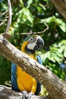 incrível arara azul e dourada em um galho foto