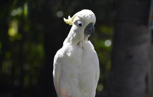 cacatua de crista amarela sentada ao sol foto