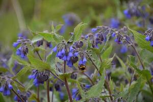 abelha em uma flor silvestre azul na natureza foto