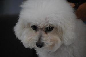 bichon frise branco fofo foto