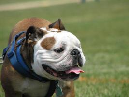 bulldog com um arnês azul foto