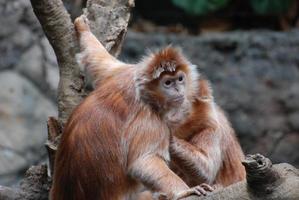 par de macacos langur juntos foto