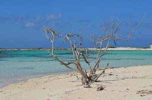 árvore de troncos em pé na praia do bebê em aruba foto