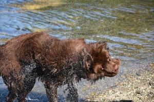 grande cão marrom de terra nova sacudindo a água foto