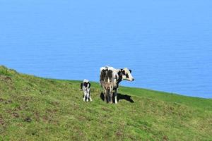 olhando para a parte traseira de um bezerro e vaca foto