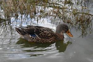 muito bonito pato marrom nadando em um pântano foto