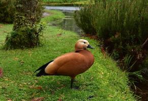 pato marrom em pé na costa de uma lagoa foto