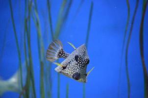 ângulo interessante de trunkfish manchado foto