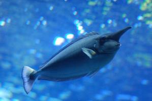 grande captura de um peixe unicórnio azul debaixo d'água foto