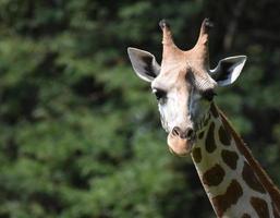 cabeça de girafa bonitinha na natureza foto