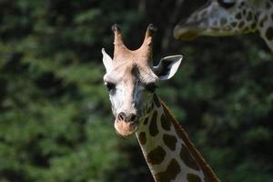 rosto adorável de uma girafa na natureza foto