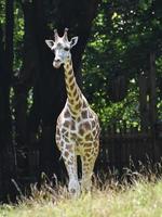 adorável bebê girafa com belos padrões foto