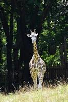 girafa bebê realmente impressionante ficando maior foto