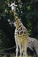 lindas girafas com padrões marrons e brancos foto