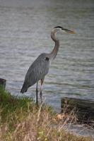 grande garça azul nas margens da reserva barataria foto