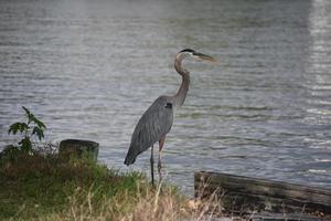 grande garça azul na beira da água foto