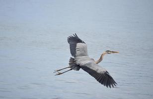 asas estendidas em uma grande garça azul em voo foto