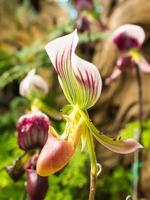 orquídea chinelo é forma única foto