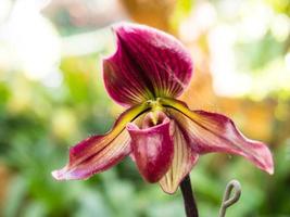 orquídea chinelo é forma única foto